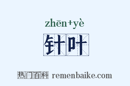 针叶是什么意思的图片